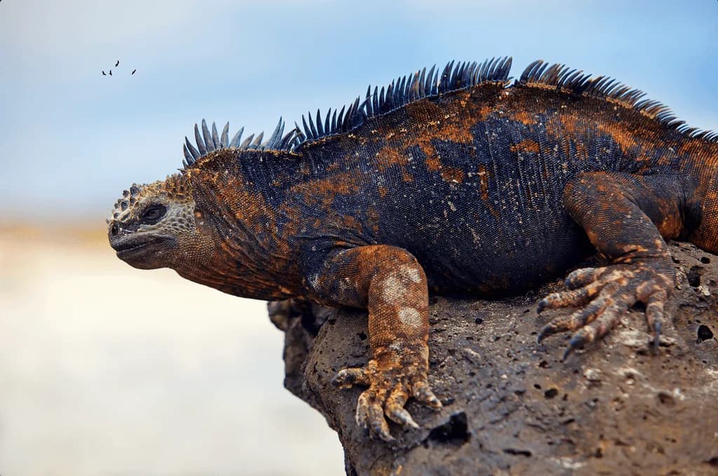 Galapagos Islands wildlife
