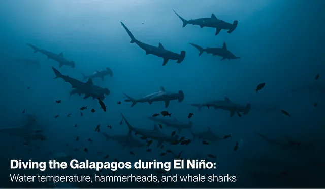 Diving the Galapagos during El Niño: water temperature, hammerheads, and whale sharks