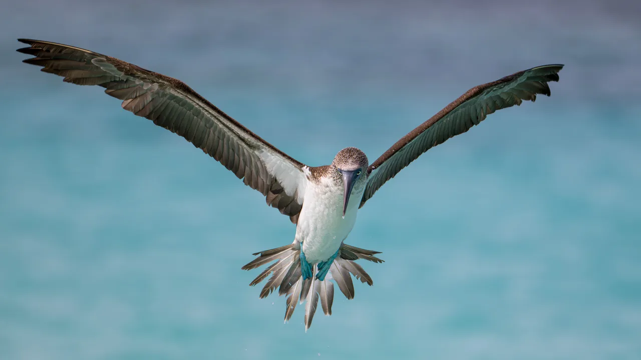 Wildlife
