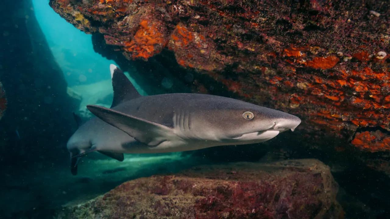 Dive Sites