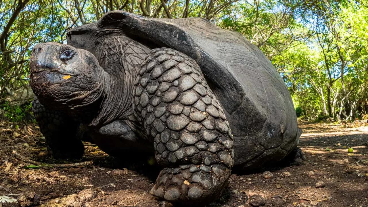 Wildlife