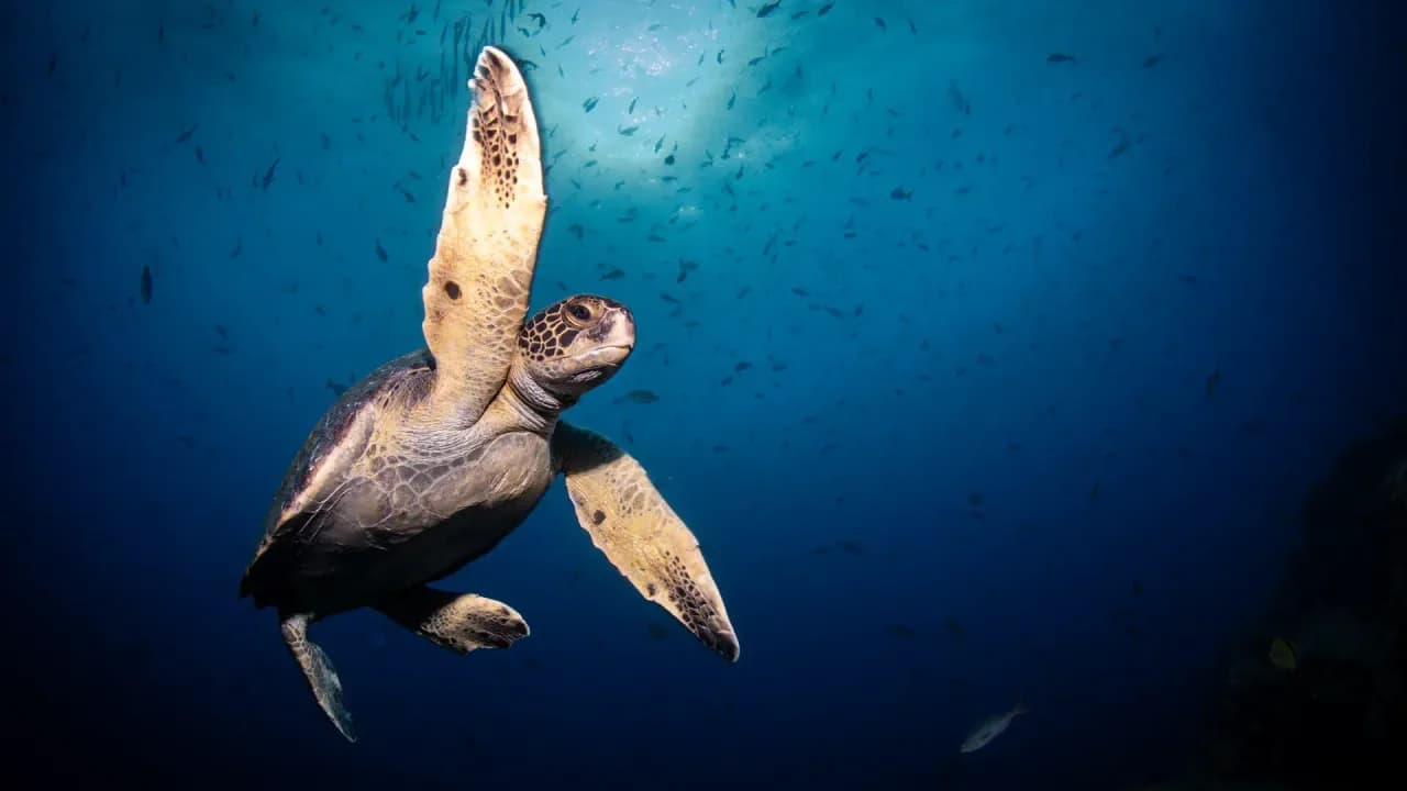 Dive Sites