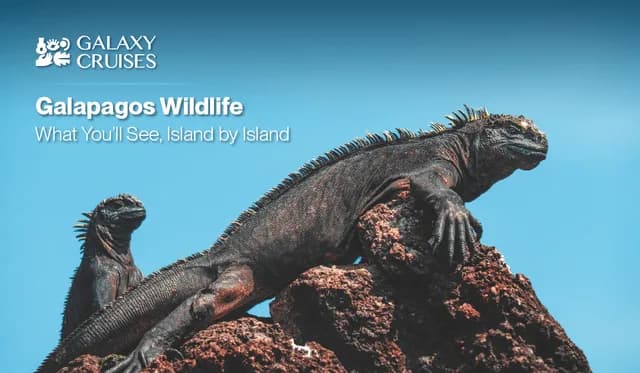 Galapagos wildlife: what you’ll actually see, island by island