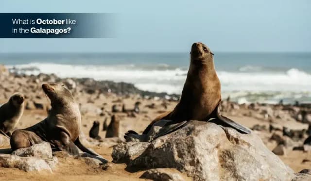 What is October like in the Galapagos?