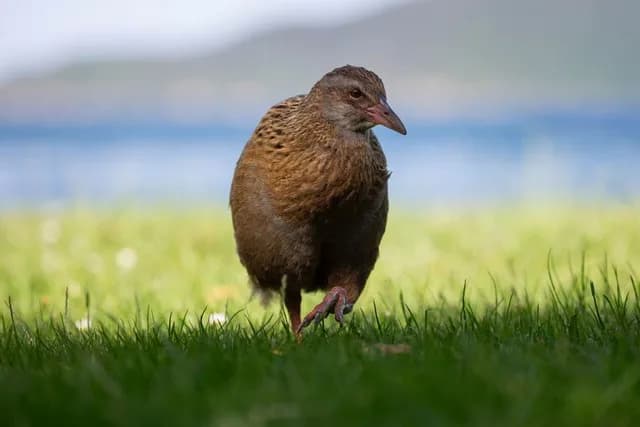 Unseen Queen Charlotte Sound