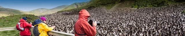 Galapagos of the Southern Ocean