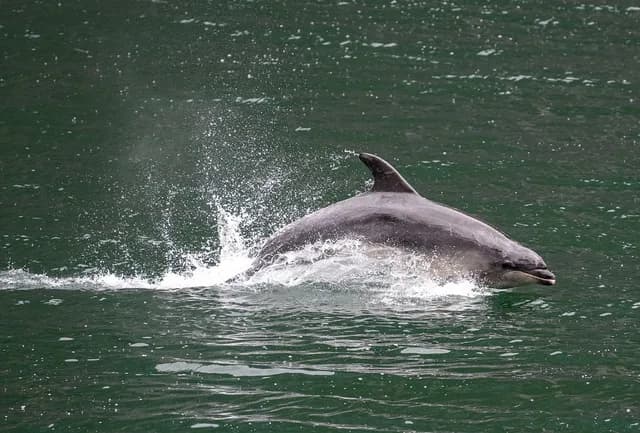Northern Fiords Explorer