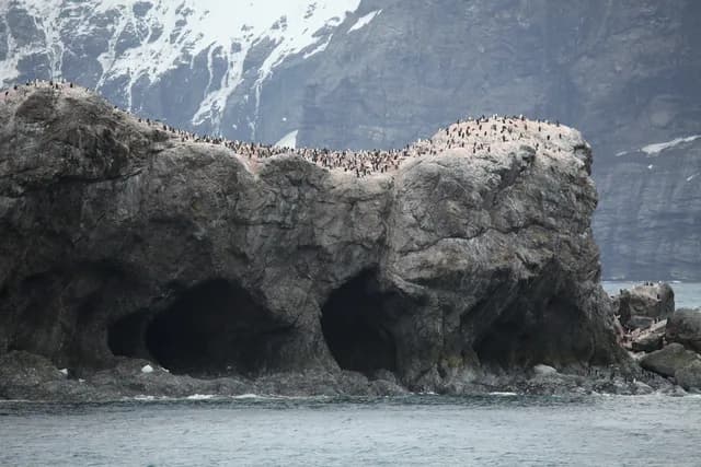 The Ultimate South Georgia, Falklands & Antarctic Peninsula Cruise