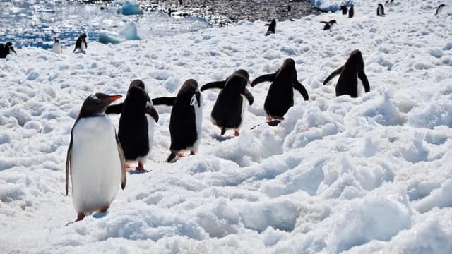 The Ultimate South Georgia, Falklands & Antarctic Peninsula Cruise
