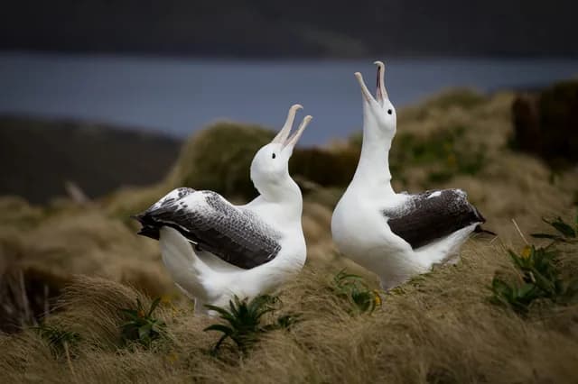 Birding Down Under