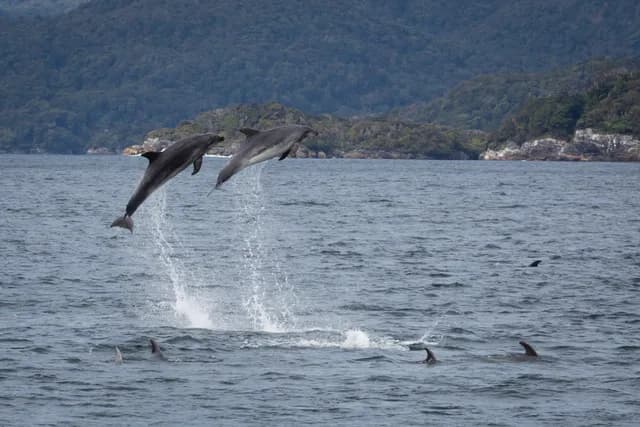 Fiordland Explored