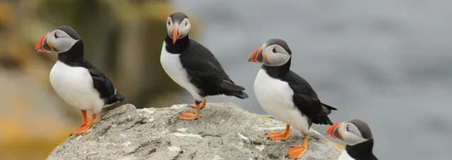 Scotland, Faroe Islands & Iceland