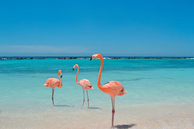 From the Big Apple into the heart of the Caribbean