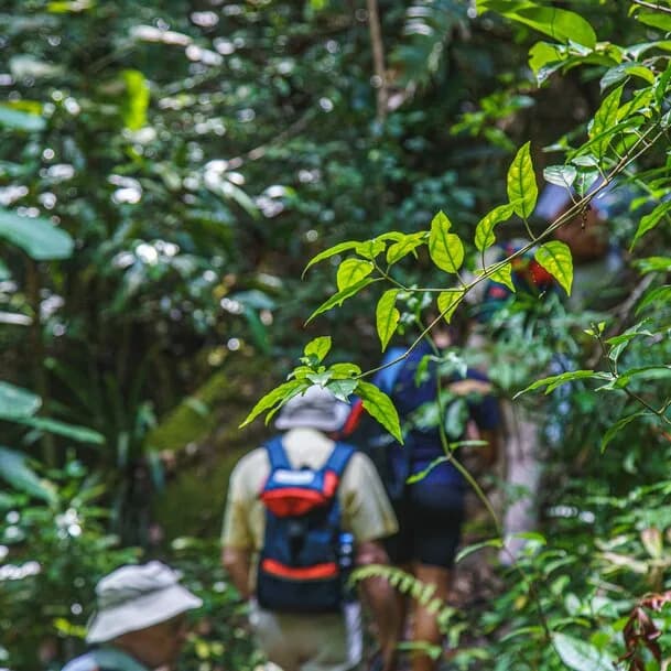 Expedition Madagascar (Christmas cruise): Festive days among lemurs and baobabs