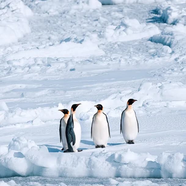 Expedition semi-circumnavigation Antarctica: a route that only a few have ever completed