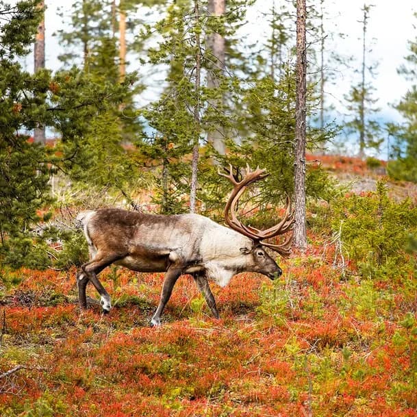 Expedition Indian summer in Lapland: Ruska – Nordic autumn in a sea of colour