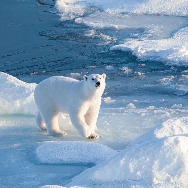 Expedition Svalbard circumnavigation: polar legend – spectacular all round
