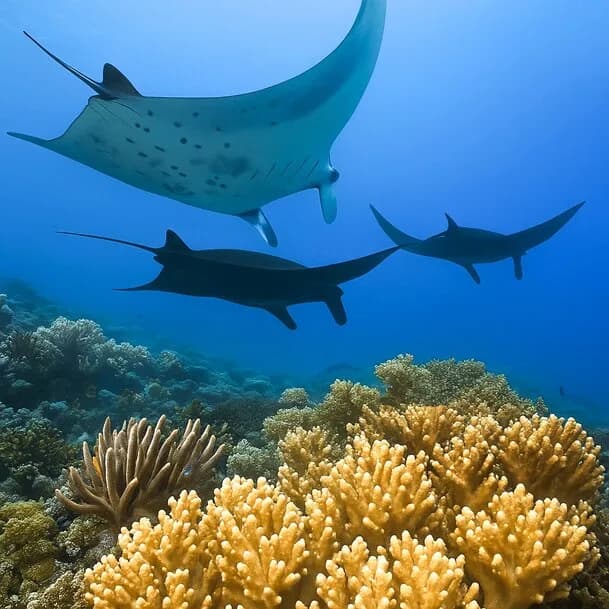 Expedition Molucca Islands, Raja Ampat and the Philippines: idylls above and below the water