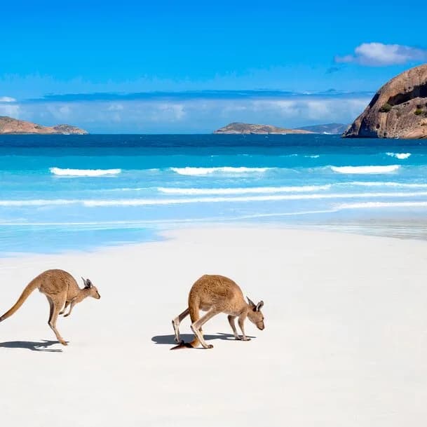 Set course for kangaroos, koalas and kiwis