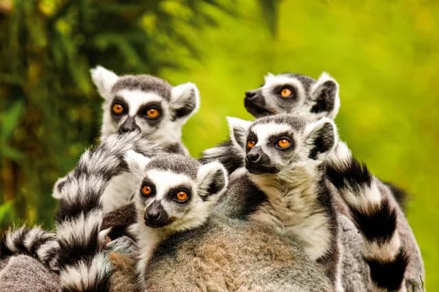 Expedition Madagascar: one of evolution’s most beautiful gifts