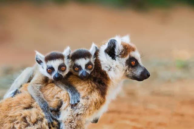 Expedition South Africa and Madagascar: two wonderful wildernesses