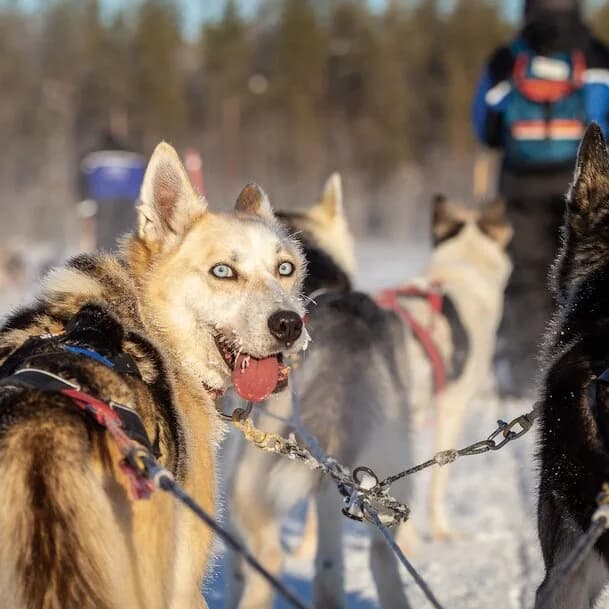 Christmas adventure Northern Lights Norway: days of discovery in a white winter wonderland