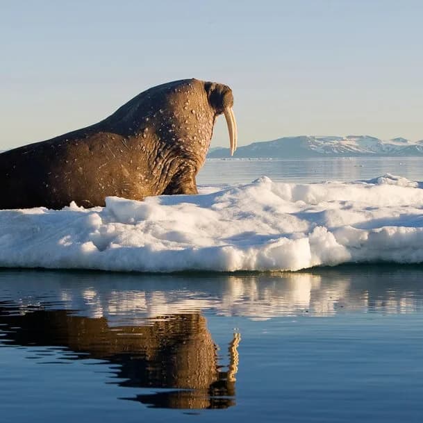 Diverse Norway with a course set for Svalbard
