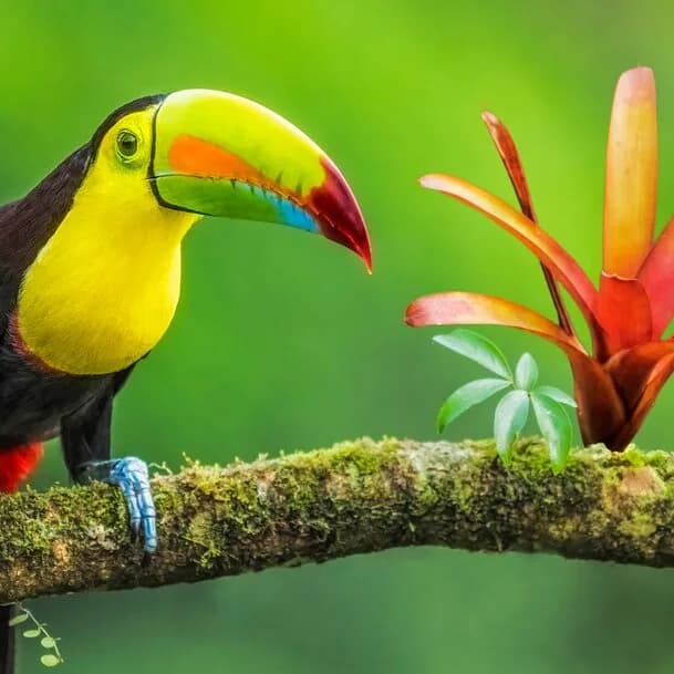 The fascination of Central America