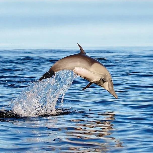 Expedition Azores: charming and unspoilt – an island paradise in the Atlantic