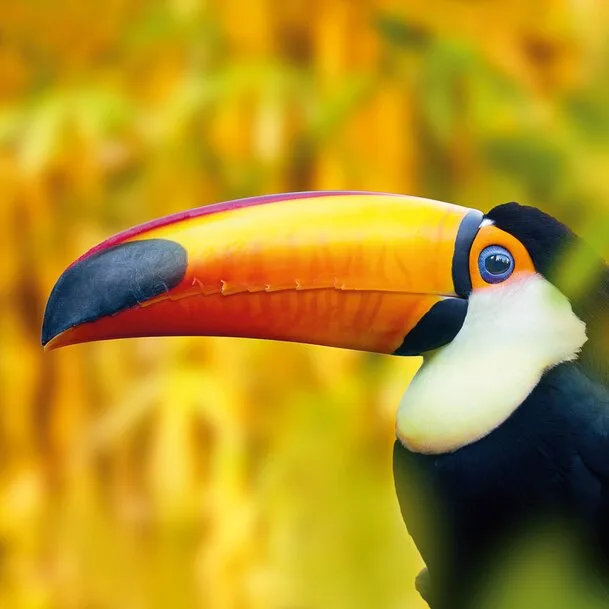 Festive holidays with the scent of tropical nature