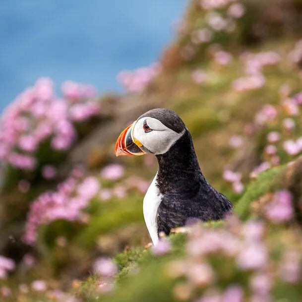 Circumnavigation of Great Britain: British Isles for insiders