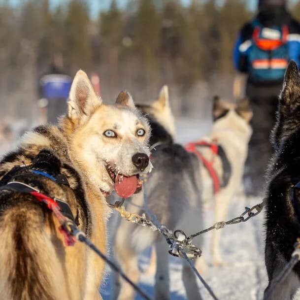 Winter adventure Lapland: Scandinavia's winter wonderland
