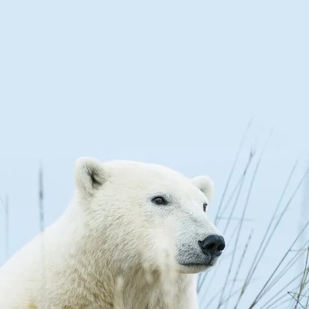 Expedition Norway and north-west Svalbard: Arctic adventure as far as the ice edge