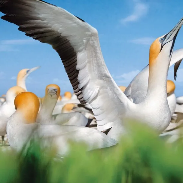 Expedition Norway and Shetland Islands: contrasting worlds at the edge of Europe.