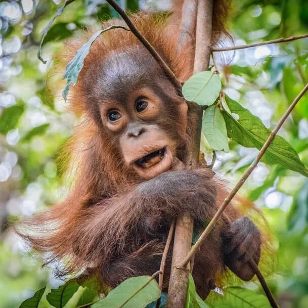 Wonders of Southeast Asia