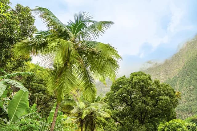 Expedition Canary Islands and Cape Verde: from Spanish tradition to Cape Verdean Creole