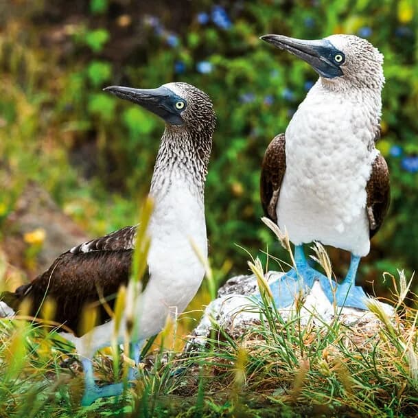 Expedition South America with Panama Canal: up close with lush nature