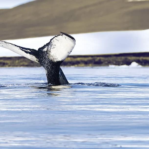 Expedition northern Canadian Arctic and west Greenland - in the wake of Arctic legends