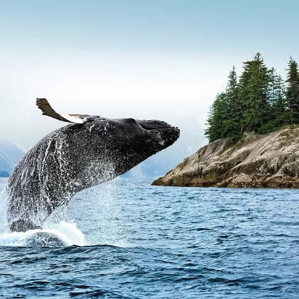 Hokkaido, Aleutian Islands and Alaska: pristine appeal