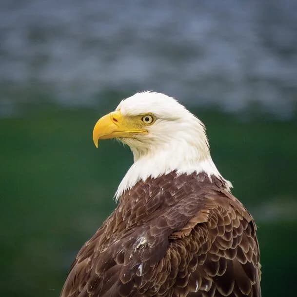 Alaska (Inside Passage): where the wilderness itself writes the script