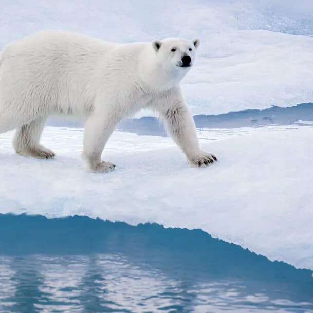Expedition Svalbard circumnavigation and north-east Greenland: Wilderness, vastness, varied transformation – intensive Arctic experiences