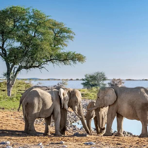In the kingdom of wild animals