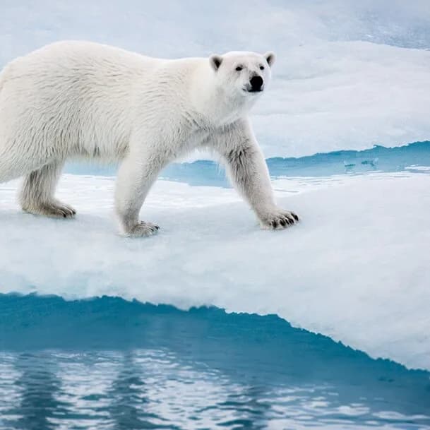Expedition Svalbard circumnavigation and north-east Greenland: meeting of Arctic icons