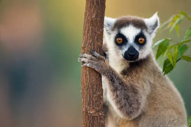 Expedition Madagascar (Christmas cruise): Festive days among lemurs and baobabs