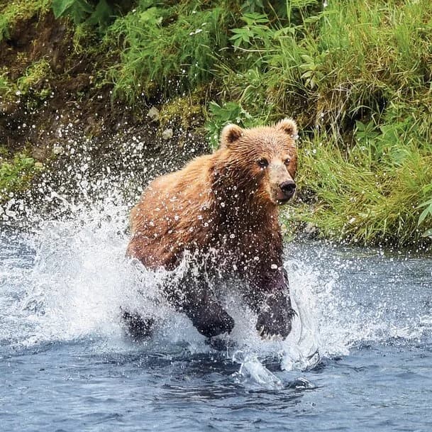Hokkaido, Aleutian Islands and Alaska’s Inside Passage: powerful pristine beauty
