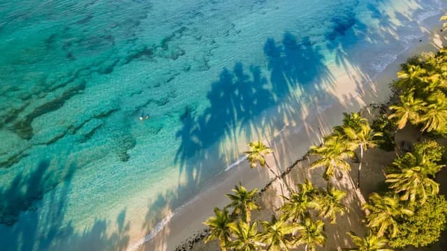 Caribbean vibes and Advent joy