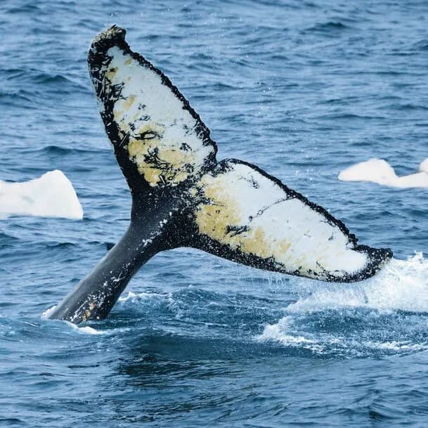 Expedition Northwest Greenland: the ice-covered world of the Inuit