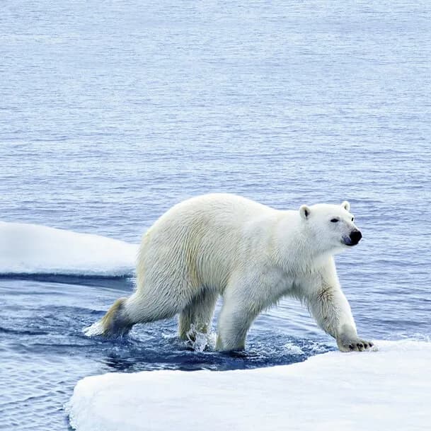 Expedition Svalbard circumnavigation and north-east Greenland - characteristic images from the far north