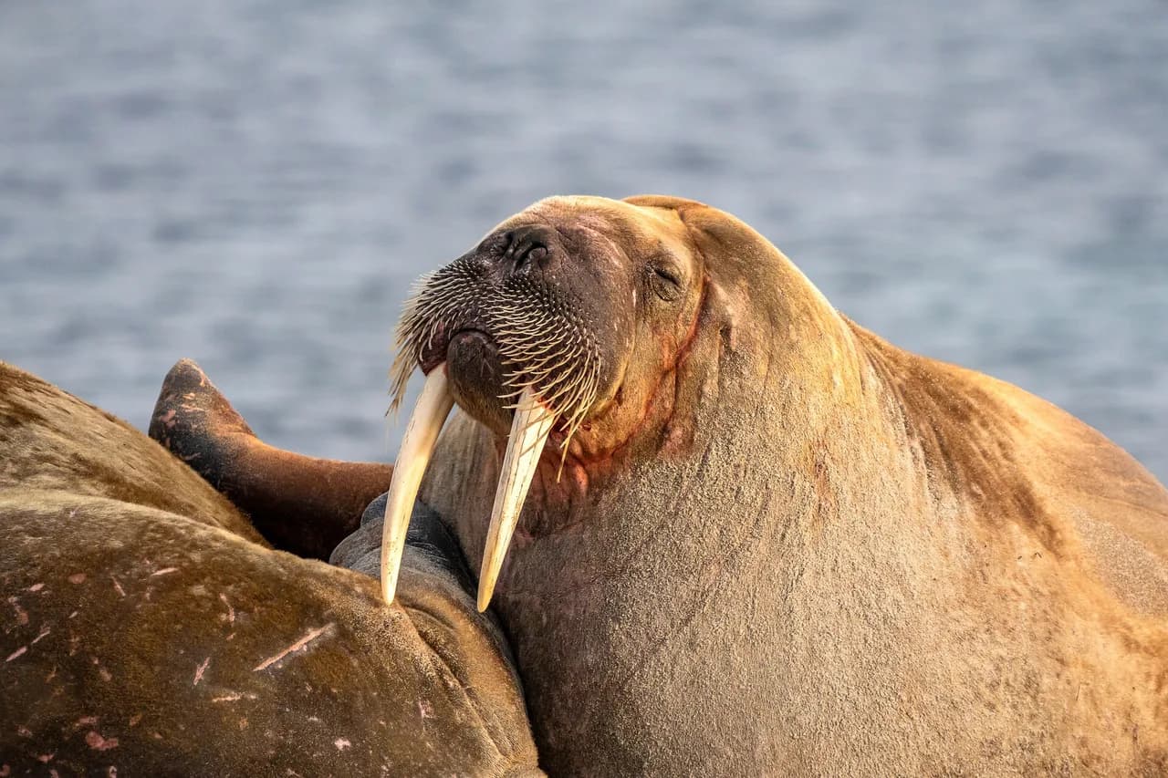 walrus Smeerenburg Svalbard HGR 157775 Jan Hvizdal