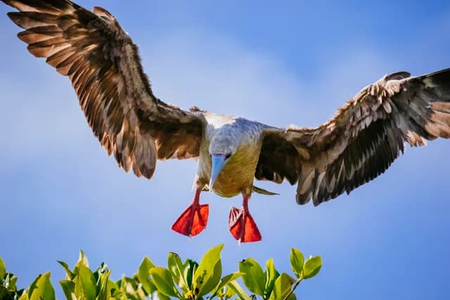 Galápagos Islands – Nine of the Best Isles (Western and Northern Route)